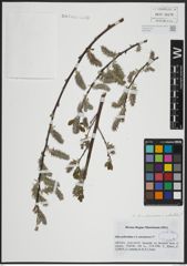 Foto von Salix atrocinerea Brot. x Salix pedicellata Desf.